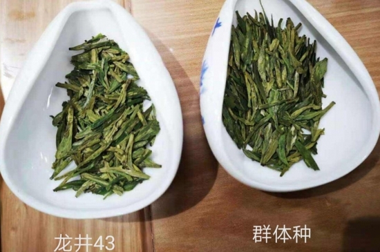 43號(hào)龍井屬于好茶嗎，龍井茶43號(hào)是什么意思？