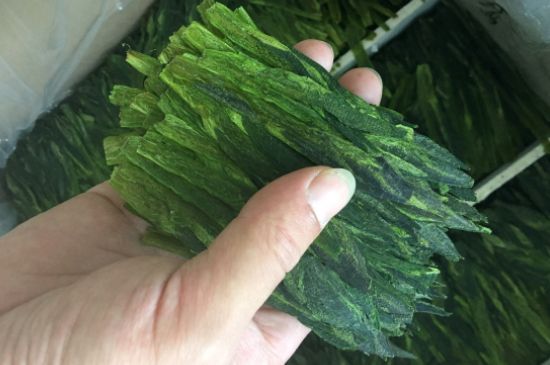 什么綠茶味道濃香，那個(gè)綠茶比較濃香？