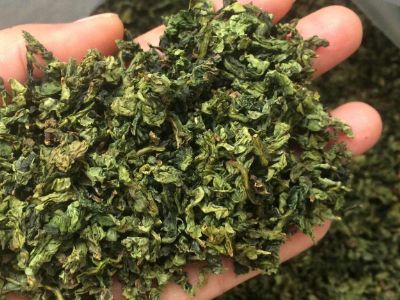 鐵觀音毛茶茶?？梢耘菟葐幔F觀音帶梗是不是好茶？