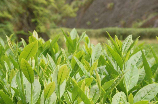 潮安鳳凰單叢十大名樅是什么，烏崠十大古樹名香品種介紹