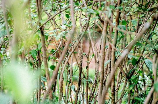 荒野銀針有什么特點(diǎn)，荒野銀針的味道口感咋樣？