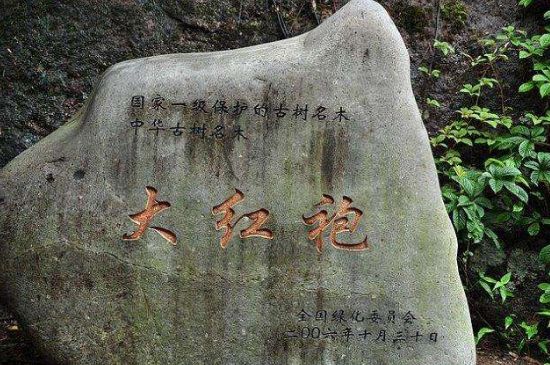 母樹大紅袍給誰喝了，為什么母樹大紅袍叫三棵六株？