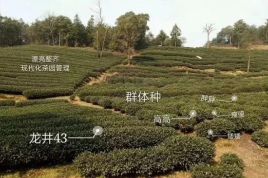 43號(hào)龍井屬于好茶嗎，龍井茶43號(hào)是什么意思？