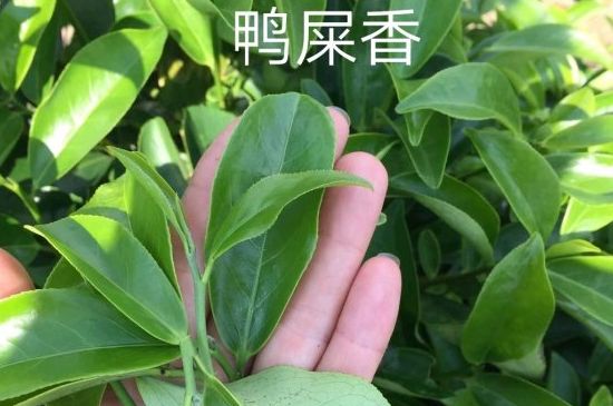 鴨屎香和大烏葉是同一種茶葉嗎，單叢大烏葉和鴨屎香有什么區(qū)別？