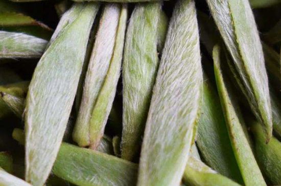 荒野銀針有什么特點(diǎn)，荒野銀針的味道口感咋樣？