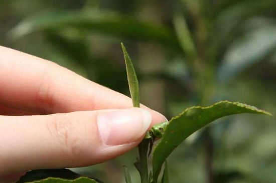 哪種金駿眉好，什么樣的金駿眉比較好