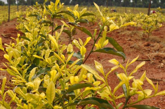 茶中奇葩黃金芽，安吉白茶中黃金芽的特點(diǎn)