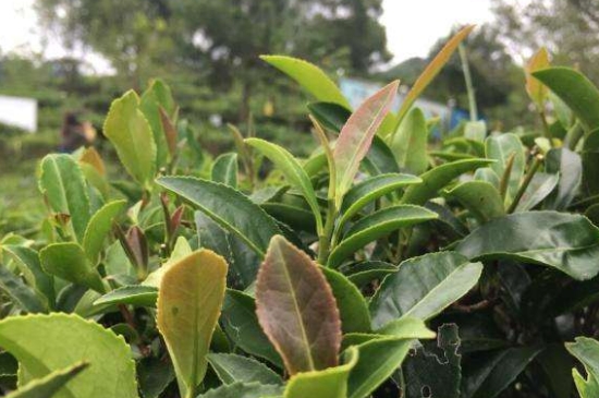 43號(hào)龍井屬于好茶嗎，龍井茶43號(hào)是什么意思？