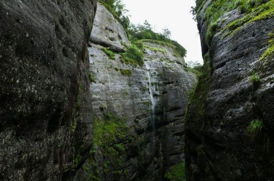 母樹大紅袍給誰喝了，為什么母樹大紅袍叫三棵六株？