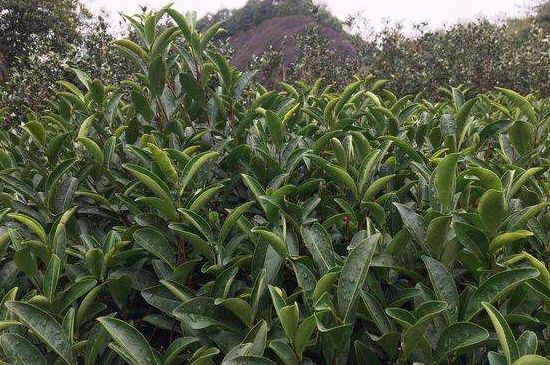 馬頭巖肉桂是大紅袍嗎，大紅袍肉桂屬于什么茶？