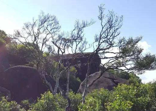 宋種一號價值為什么高，鳳凰單樅宋種1號價格與產(chǎn)量多少？