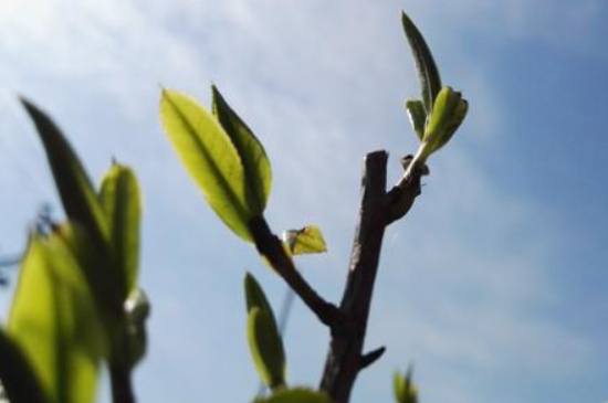 潮安鳳凰單叢十大名樅是什么，烏崠十大古樹名香品種介紹