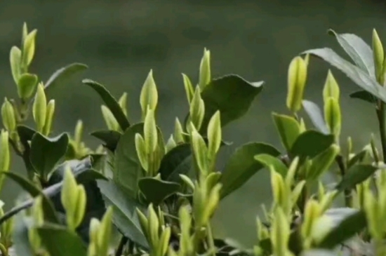 什么是雪前龍井茶，明前、雨前、雨后龍井有什么區(qū)別？