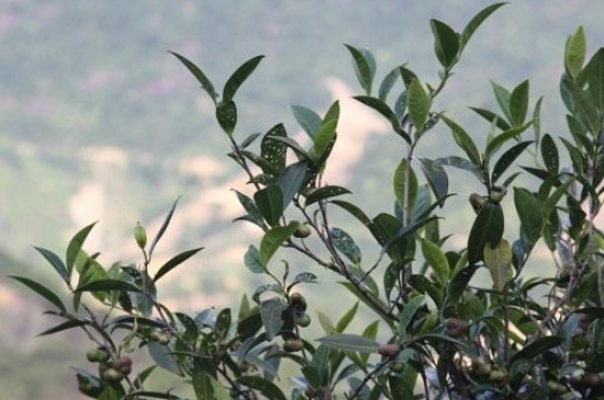 單叢茶十大香型以及常見(jiàn)品種大全，潮安鳳凰單樅十大名香歸類