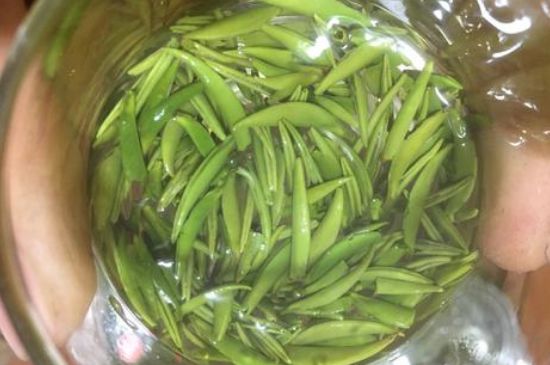 雀舌有一股青草味，雀舌為什么有青草味？