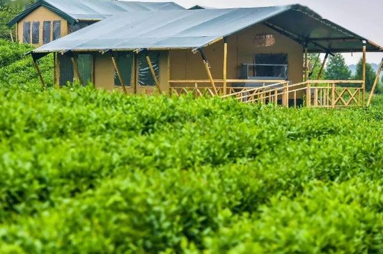 金壇雀舌算不算好茶，金壇雀舌屬于什么檔次茶葉？