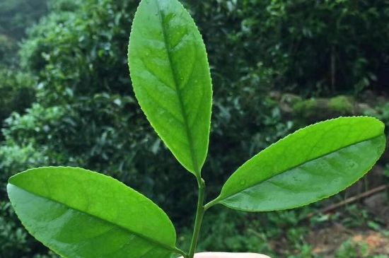 鋸朵仔跟鴨屎香哪個(gè)貴，鋸朵子和鴨屎香哪個(gè)好喝？