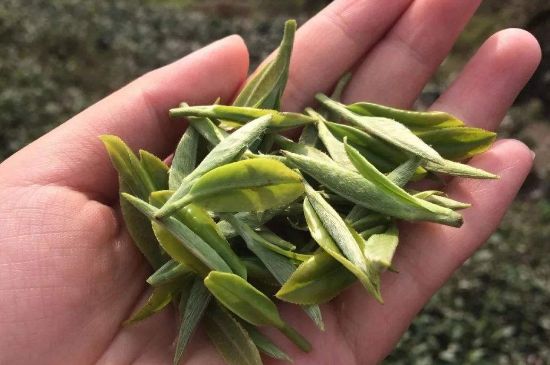 福建什么茶葉最出名，福建名茶有哪些？