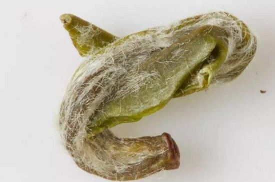 羊巖勾青是綠茶嗎，羊巖勾青茶屬于什么茶？