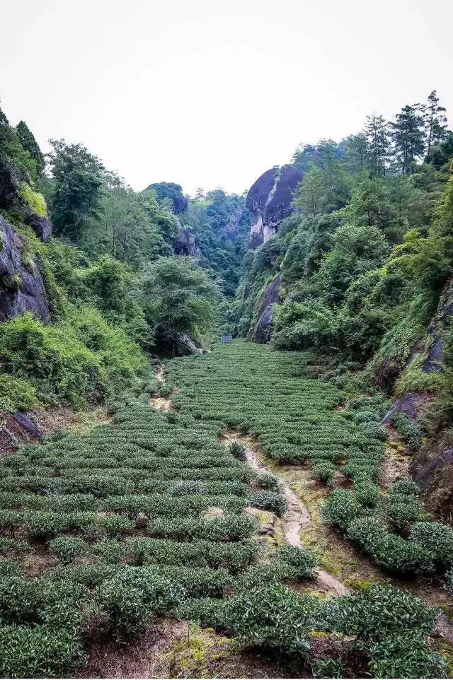 武夷山為什么盛產(chǎn)茶葉，武夷山茶為什么好喝？