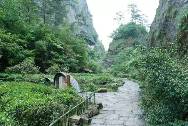 武夷山為什么盛產(chǎn)茶葉，武夷山茶為什么好喝？