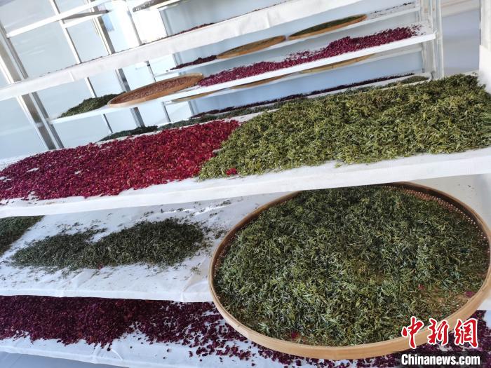 圖為王玲玲收購的各種山茶?！⊥貘Q遠(yuǎn) 攝