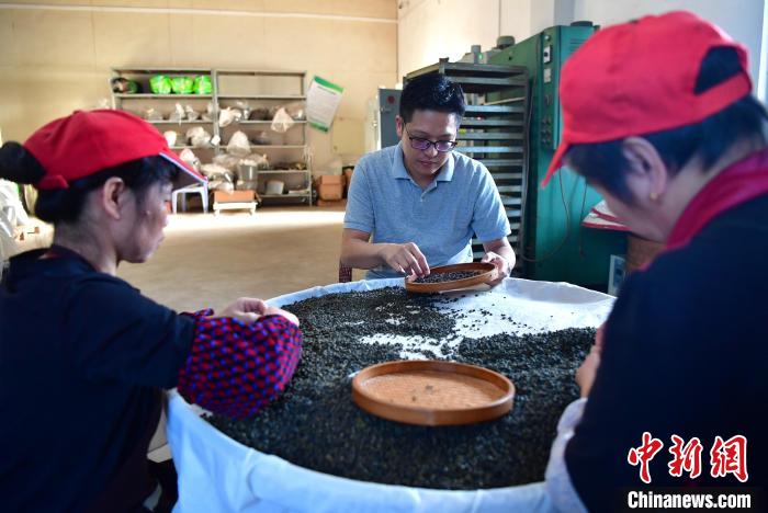圖為張?jiān)涝谏a(chǎn)車間內(nèi)與工人一起查看茶葉品質(zhì)。　張斌 攝